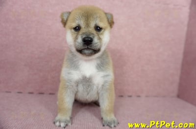 04/29赤色柴犬母幼犬2號(高雄鼓山)1