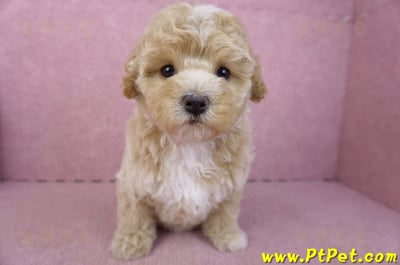 02/18泰迪比熊母幼犬3號(屏東市)4