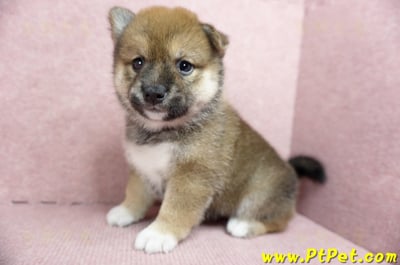 06/09赤色柴犬母幼犬(台北文山)5