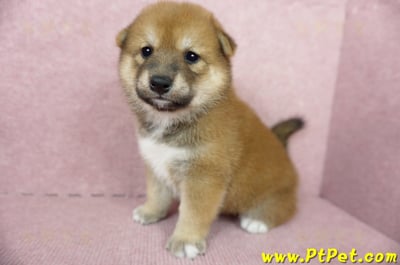 06/04赤色長毛柴犬母幼犬(桃園八德)5