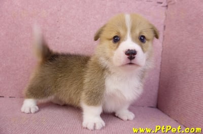 11/30雙色柯基犬公幼犬5號(高雄仁武)6