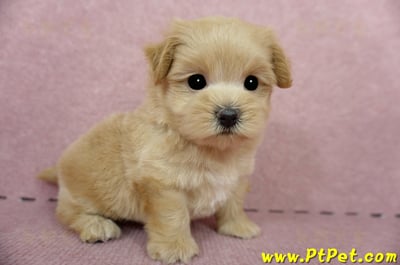 04/23奶油色馬爾泰迪公幼犬3號(台東卑南)3