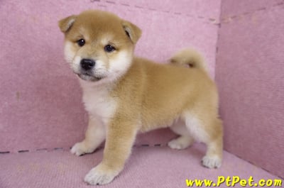 01/16赤色柴犬母幼犬7