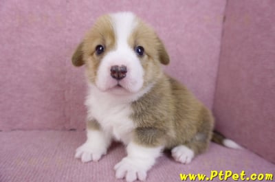 12/15雙色柯基犬母幼犬6