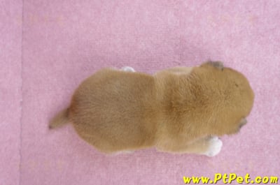 10/06赤色柴犬公幼犬1號(屏東萬丹)8