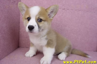 11/05雙色柯基犬公幼犬(台中北屯)9