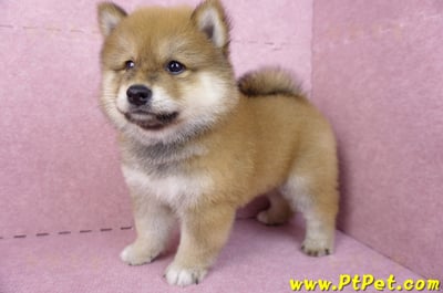 03/09赤色長毛柴犬公幼犬(高雄三民)8