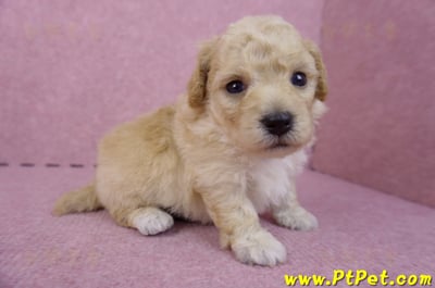 04/01泰迪比熊公幼犬2號(高雄前鎮)3