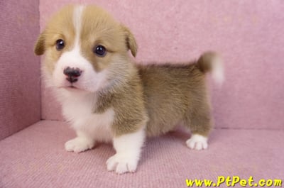 11/30雙色柯基犬公幼犬5號(高雄仁武)8