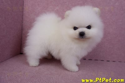 10/11松鼠白博美公幼犬1號(新北三重)6