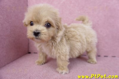 10/13馬爾泰迪公幼犬3號(高雄三民)10