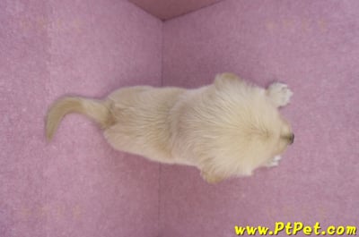 07/18黃金獵犬公幼犬5號(桃園龜山)11