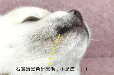 09/11白色柴犬公幼犬2