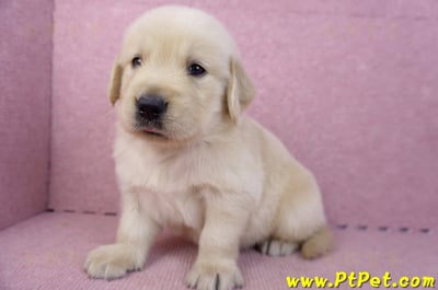 07/18黃金獵犬公幼犬6號(桃園平鎮)9