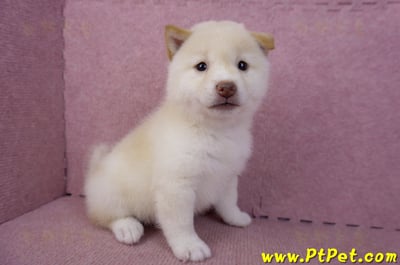 09/21白色柴犬母幼犬(高雄鳳山)5