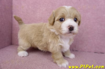 01/30馬爾泰迪公幼犬1號6