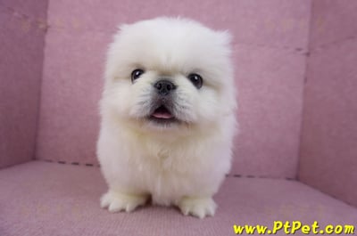 12/17北京狗公幼犬1號(新竹竹北)2