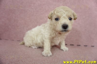 06/04泰迪比熊母幼犬(屏東市)4