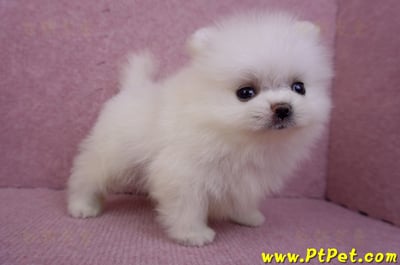 07/23迷你型松鼠白博美公幼犬(高雄鳳山)1