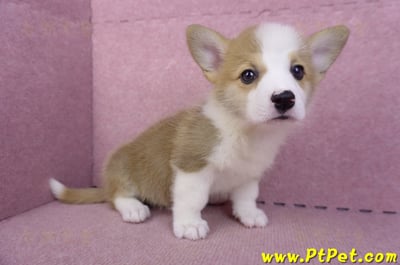 10/13雙色柯基犬母幼犬1號(台北大安)3