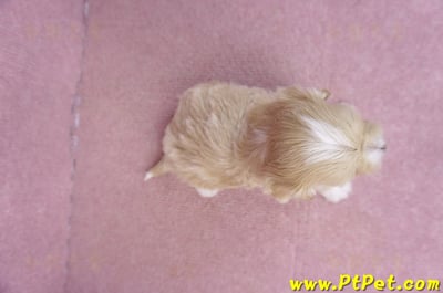 01/30馬爾泰迪公幼犬2號8