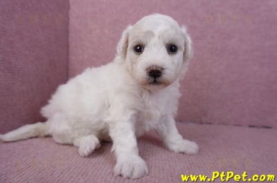 02/14比熊犬母幼犬3