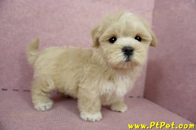 04/11奶油色馬爾泰迪公幼犬(台東綠島)7