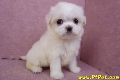 09/21馬爾濟斯公幼犬(高雄左營)4