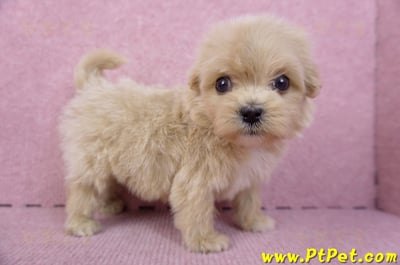 10/13馬爾泰迪公幼犬3號(高雄三民)4