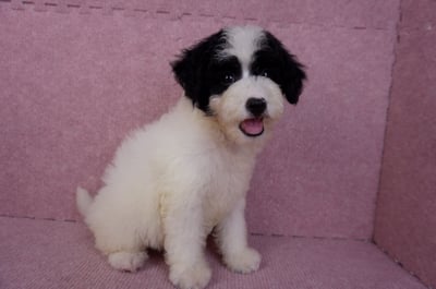 07/10迷你型花貴賓母幼犬(高雄楠梓)4