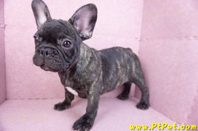 09/18虎斑色法國鬥牛母幼犬10