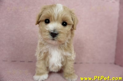 03/21奶油色馬爾泰迪公幼犬(桃園蘆竹)3