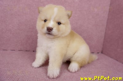 06/24白色柴犬母幼犬(桃園楊梅)6