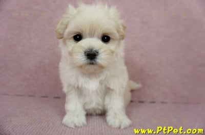 01/10奶油色馬爾泰迪母幼犬1號(新北中和)4