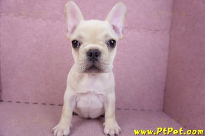 07/25奶油色法國鬥牛母幼犬2號(桃園楊梅)3