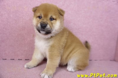 01/16赤色柴犬母幼犬3號6