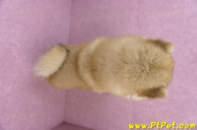 11/19赤色長毛柴犬母幼犬(新竹竹東)14