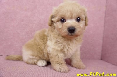 06/15奶油色馬爾泰迪母幼犬1號(屏東市)5