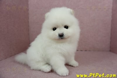 12/27迷你型松鼠白博美母幼犬(高雄三民)7