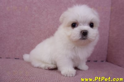 06/26迷你型馬爾濟斯公幼犬1號(台北南港)5