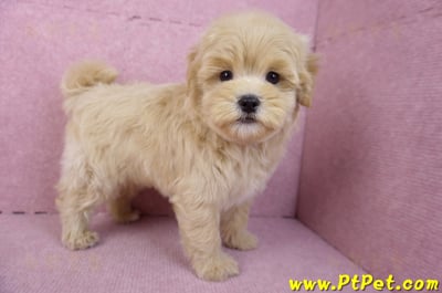 11/23馬爾泰迪公幼犬1號(高雄茂林)10