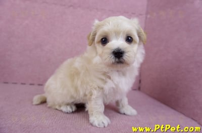 11/06馬爾泰迪公幼犬(屏東市)4