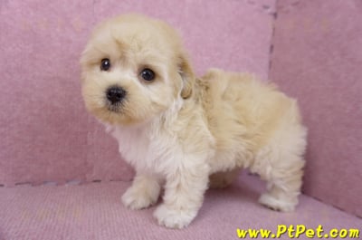 12/10馬爾泰迪公幼犬(台北信義)7