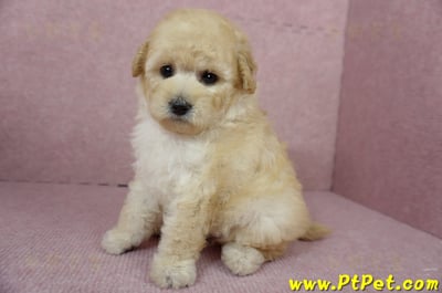 11/26迷你型奶油貴賓母幼犬(台東市)9