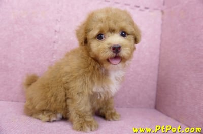 04/28泰迪比熊母幼犬(台北松山)4