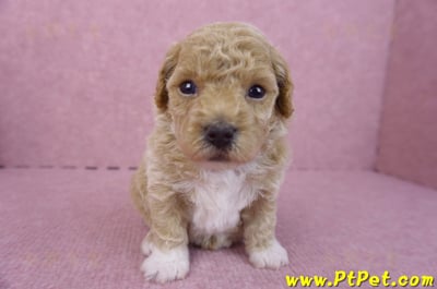 04/01泰迪比熊母幼犬1號2