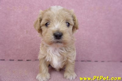 02/20馬爾泰迪母幼犬2號2