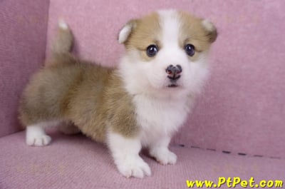 11/30雙色柯基犬公幼犬3號5