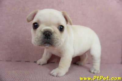 01/14奶油色法國鬥牛母幼犬(高雄三民)11