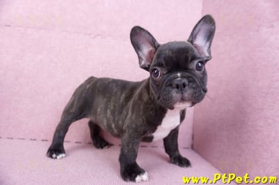 09/18虎斑色法國鬥牛母幼犬1號(屏東泰武)7